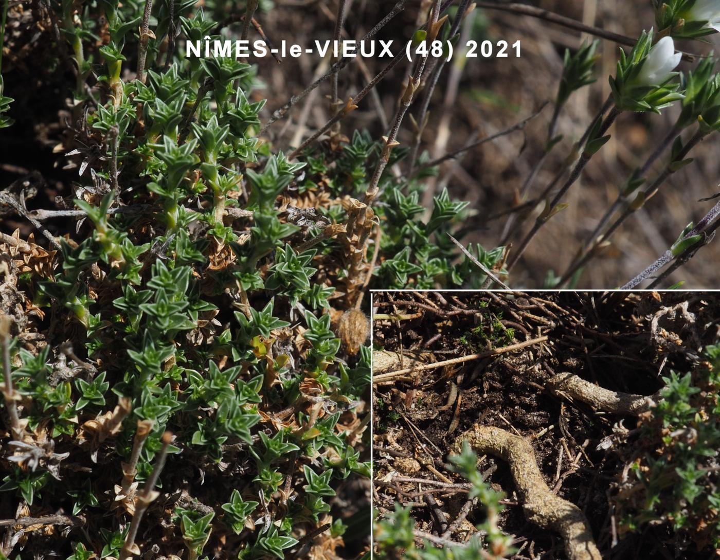 Sandwort, Clustered leaf